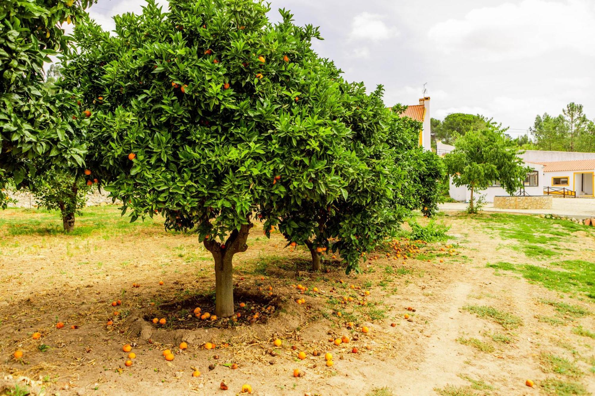 Vila Quinta O Refugio Azambuja Exteriér fotografie